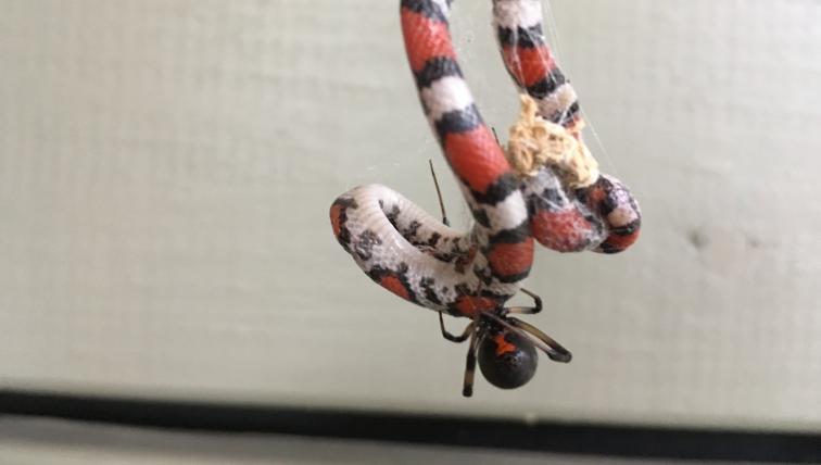 Spinne frisst Schlange