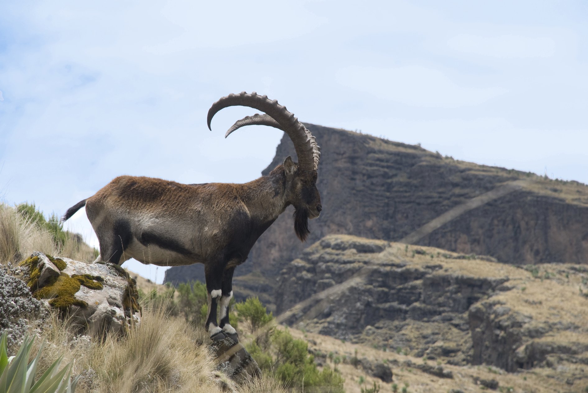 Der Walia – ein Steinbock in Afrika