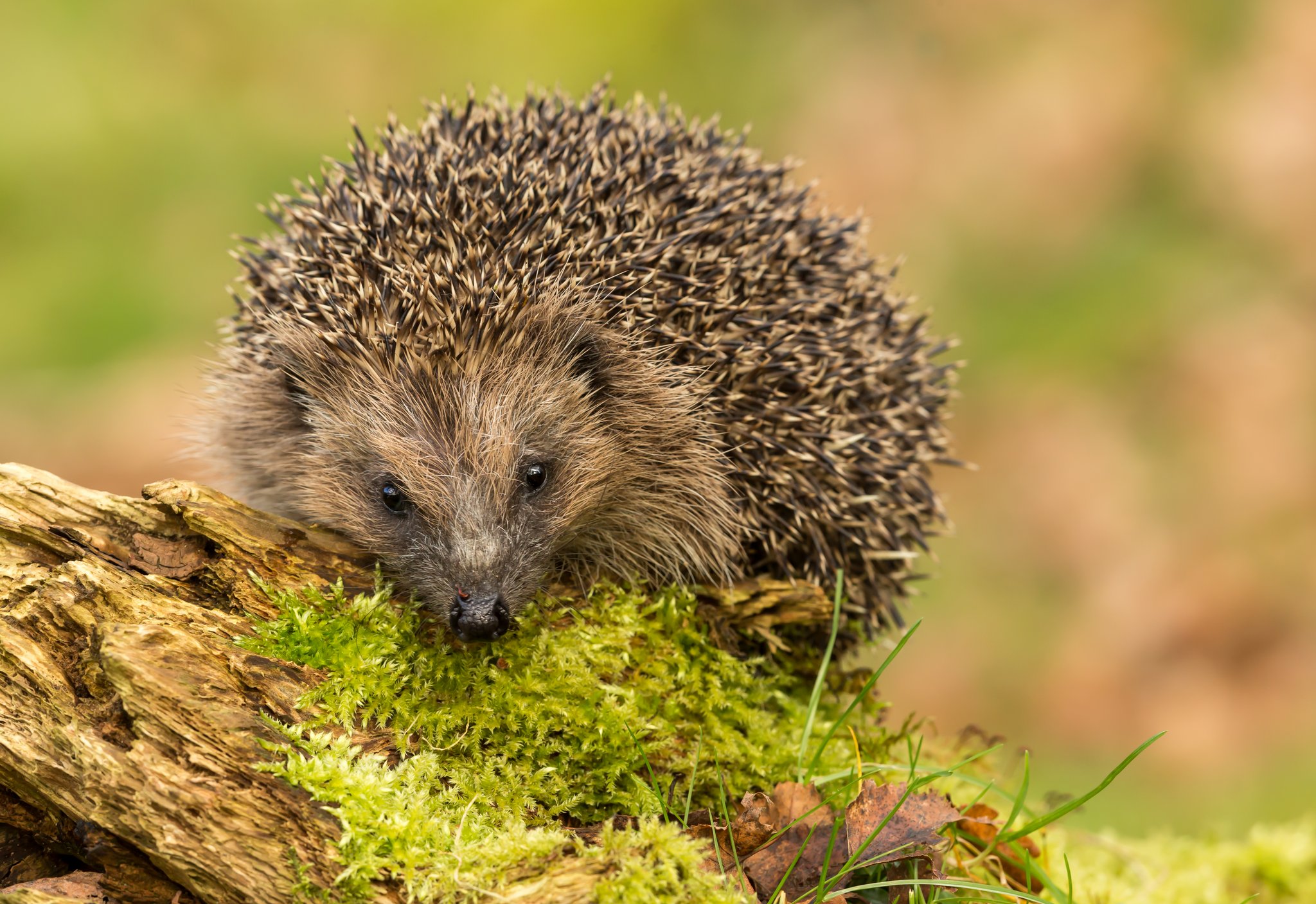 Igel sind stachelige Sympathieträger