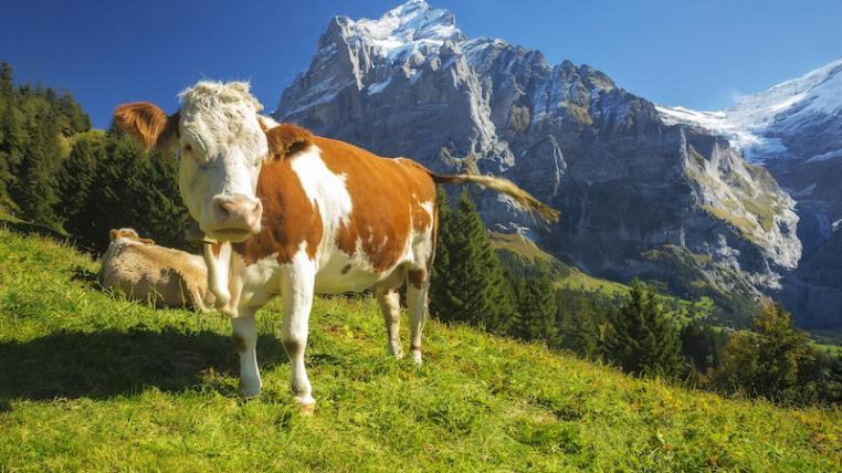 Wasser für Nutztiere