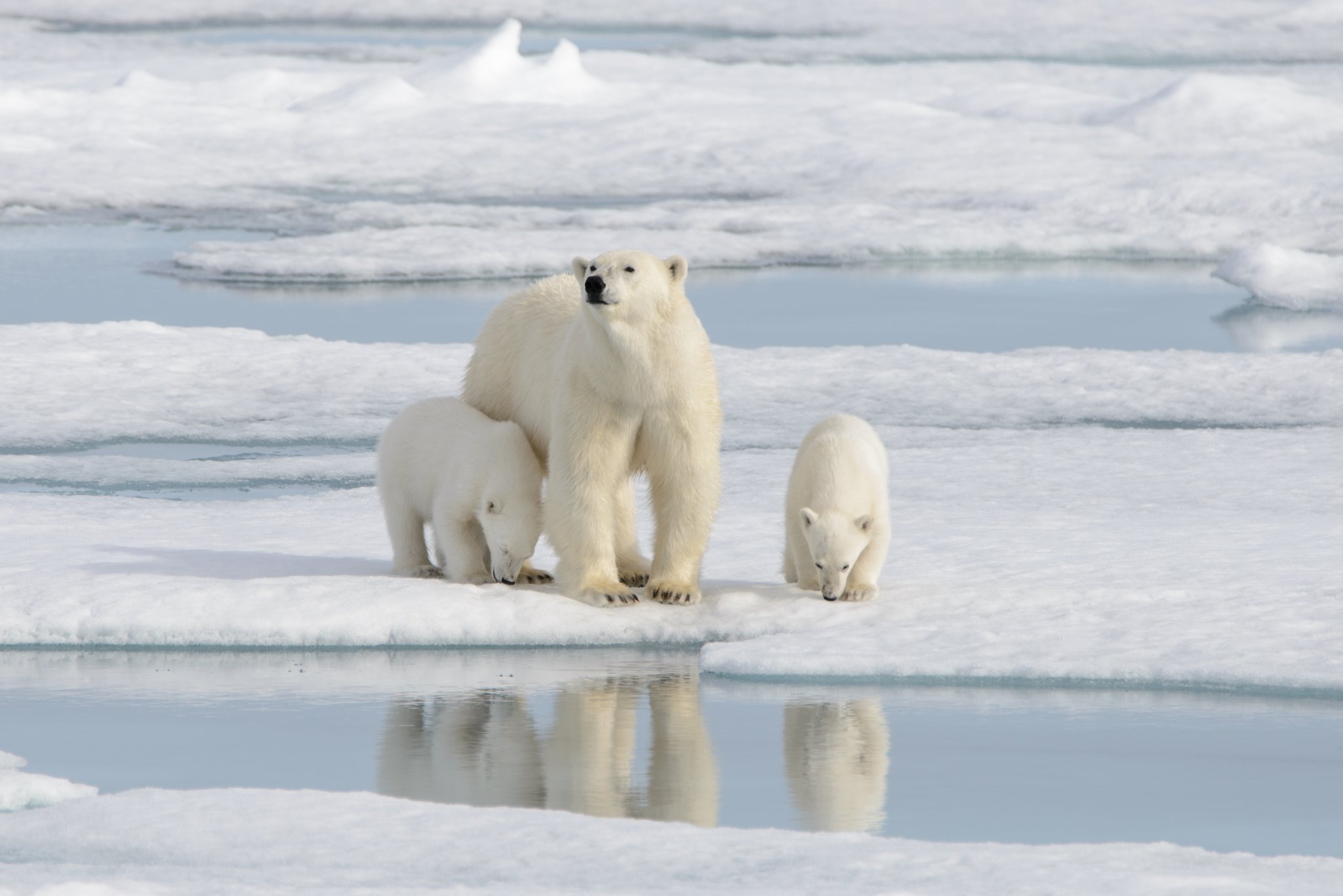 6 Fakten über den Eisbären
