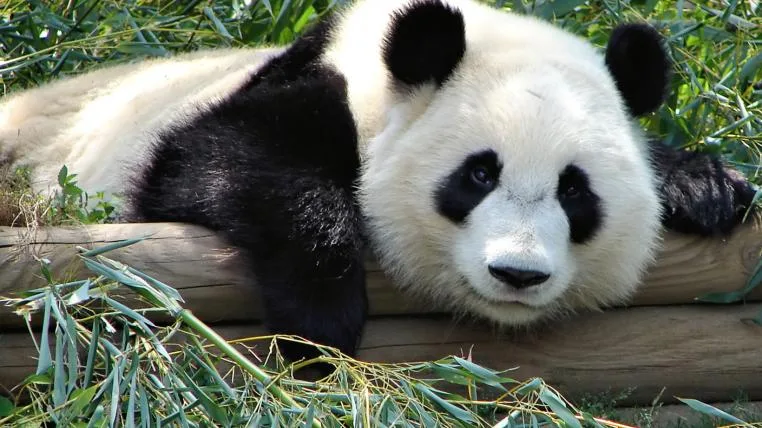 04fa2dbb655ecc578bf74e14535e7513bd2012b4 Grosser Panda im Bambus