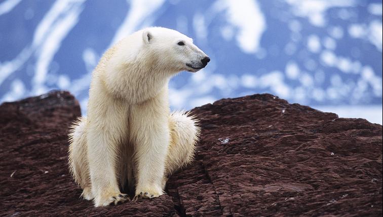 Eisbär