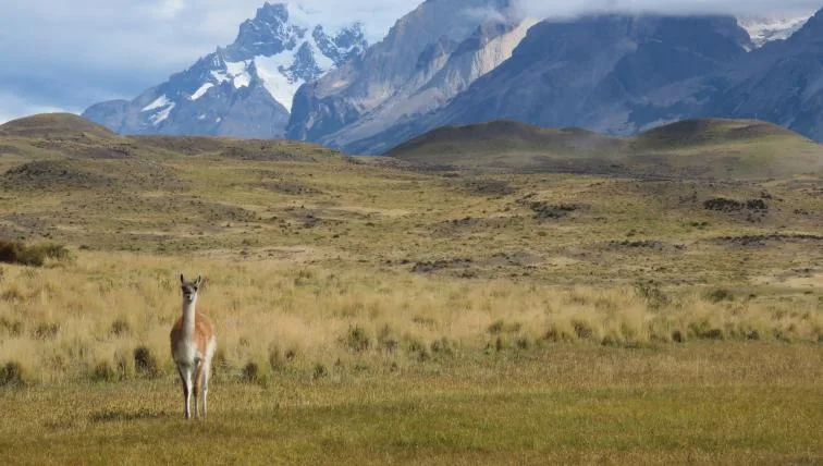 188a095b390743ee412ca0a78594018d624e22db Ein Guanako vor Bergpanorama im Nationalpark Torres del Paine in Chile