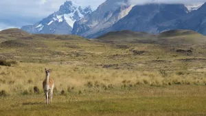 Das Guanako im Nationalpark Torres del Paine in Chile läst nur kurz vom Futtern ab und zeigt sein Gesicht.