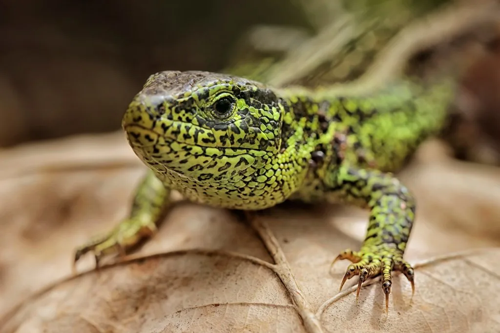 shutterstock_1082052239 Die Zauneidechse: Minidino im Garten