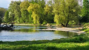 So wie im Naturschutzgebiet Limmatspitz, wo die Limmat in die Aare fliesst, sieht es nicht überall aus: Das Gewässerschutzgesetz von 2011 verlangt, dass dass 4000 der insgesamt 15`000 Kilometer stark verbauter Gewässer revitalisiert werden müssen.