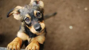 Erfolg für den Tierschutzverein Thun: Er kann die geplante Auffangstation für Tiere bauen (Themenbild).