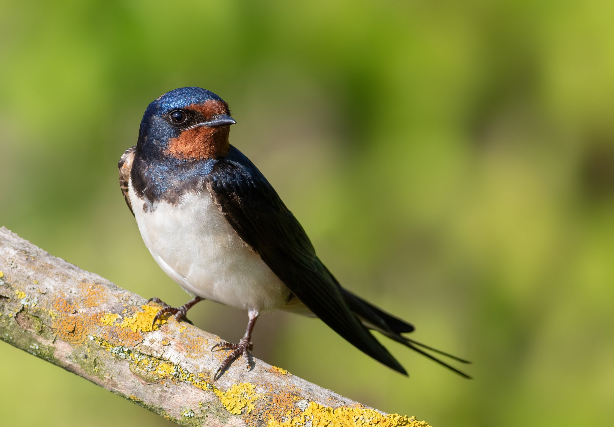Erkennen Sie diese heimischen Vögel?
