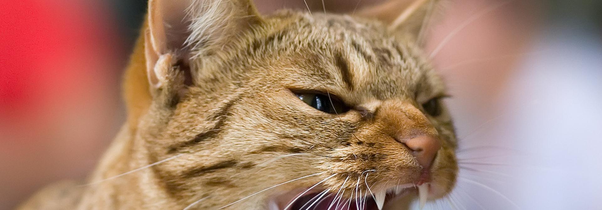 angrycat.jpg