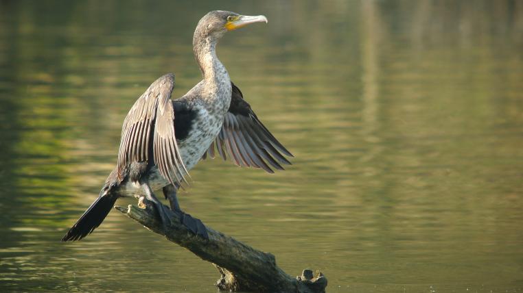 Kormoran.jpg