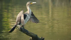 Kormorane sind Tauchvögel und ans Wasser gebunden. Je nach Population sind sie Stand- oder Zugvögel.