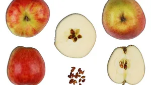 Der Alant, die Obstsorte des Jahres 2014, ist laut LID ein «hervorragender Mostapfel».