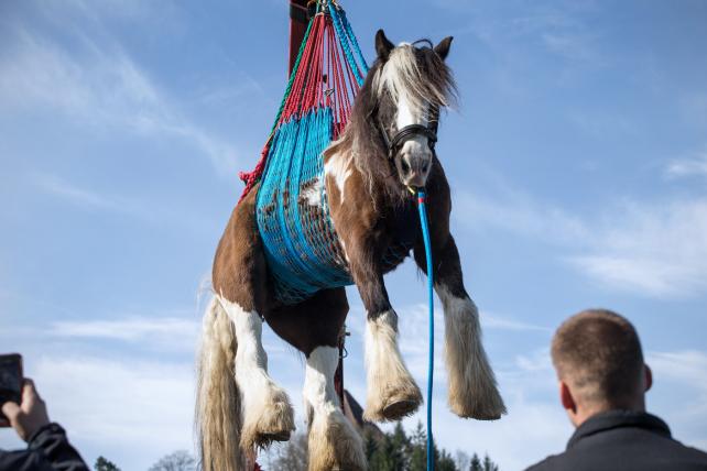 01-tierrettung110418_4.jpg