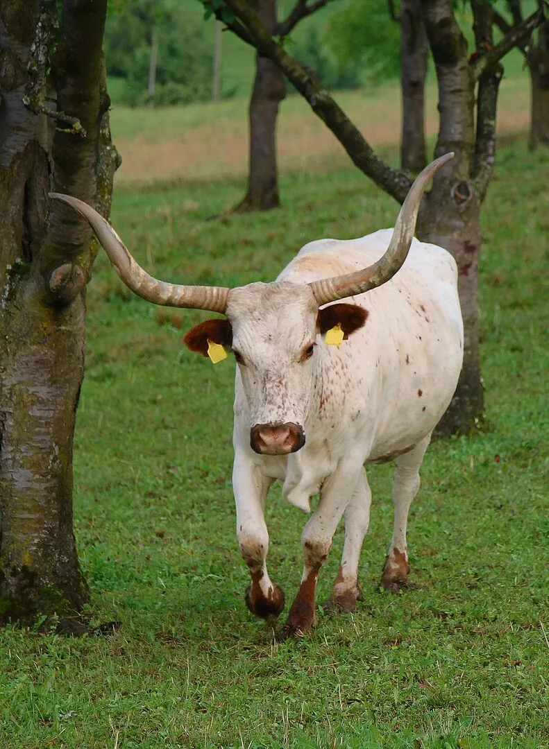 b6b7870bba3b0e08f2798e04c07ee094e8f93a5eae48f076bcebeecfcd317589 Texasa Longhorn
