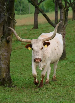 In der Schweiz gebe es mittlerweile über 100 Texas Longhorn Tiere.