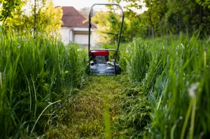 Was ist das Geheimnis hinter dem Geruch von gemähtem Gras?