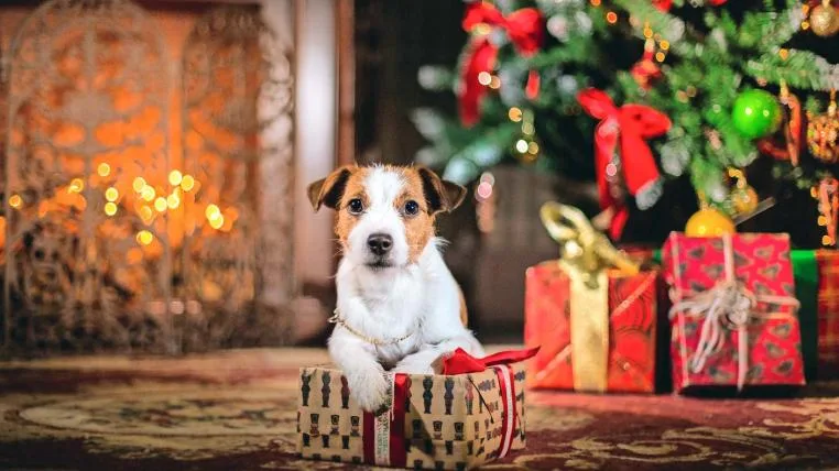 f1760dc3fd593b3945c40575d9ca41c7701e002e Hund auf Geschenk
