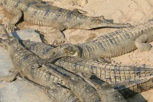 Die Gangesgaviale haben mehr Zähne als jedes andere Krokodil – und sind akut vom Aussterben bedroht.