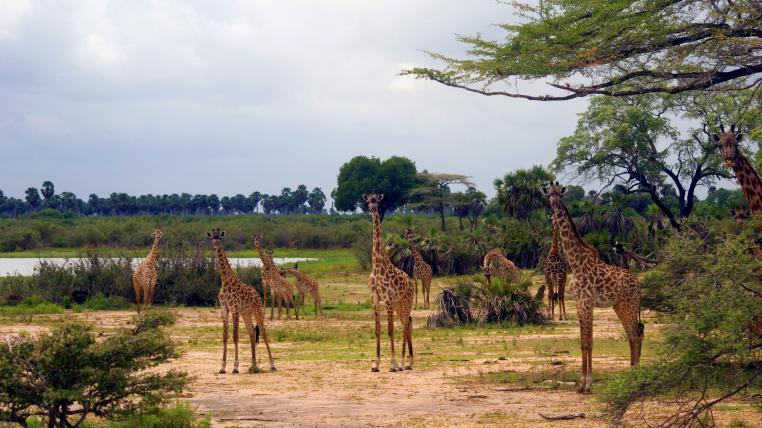 Selous Nationalpark Tansania