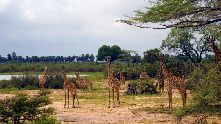 c6eecc448ab8e921eb606cad8a020267f034d93d Selous Nationalpark Tansania