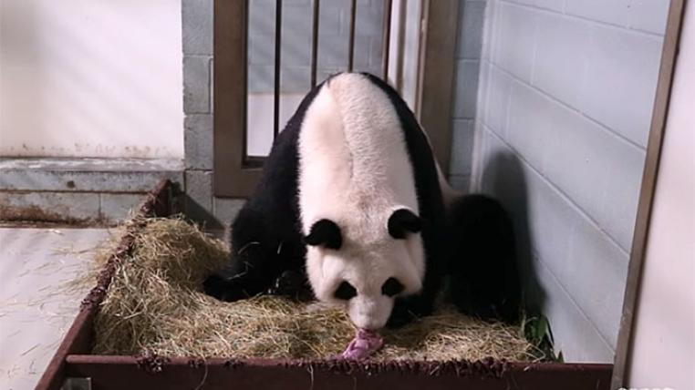 Panda mit Jungem