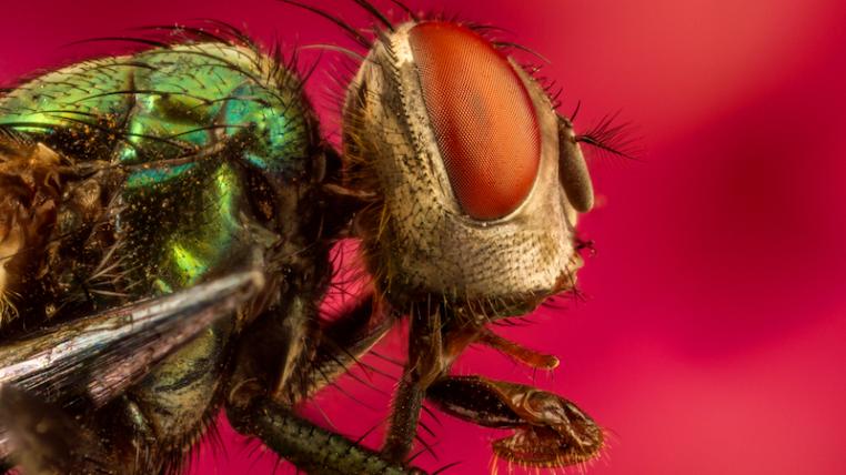 Insekten2.jpg