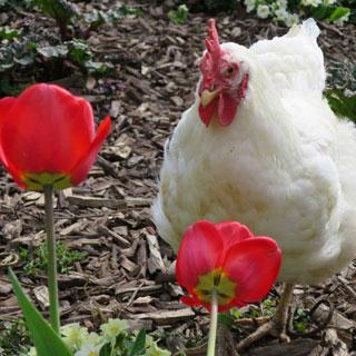 huhn.jpg