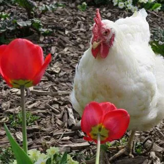 70e012e9dcef538677e707785f17a7ea4e045c38 huhn.jpg