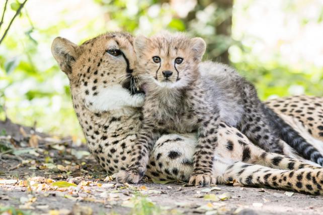 01-gepard.jpg