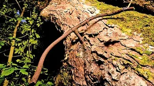 Dieser Ahornbaum hat ein Velo «verschlungen». Er ist bei den Briten nominiert zum «Baum des Jahres».
