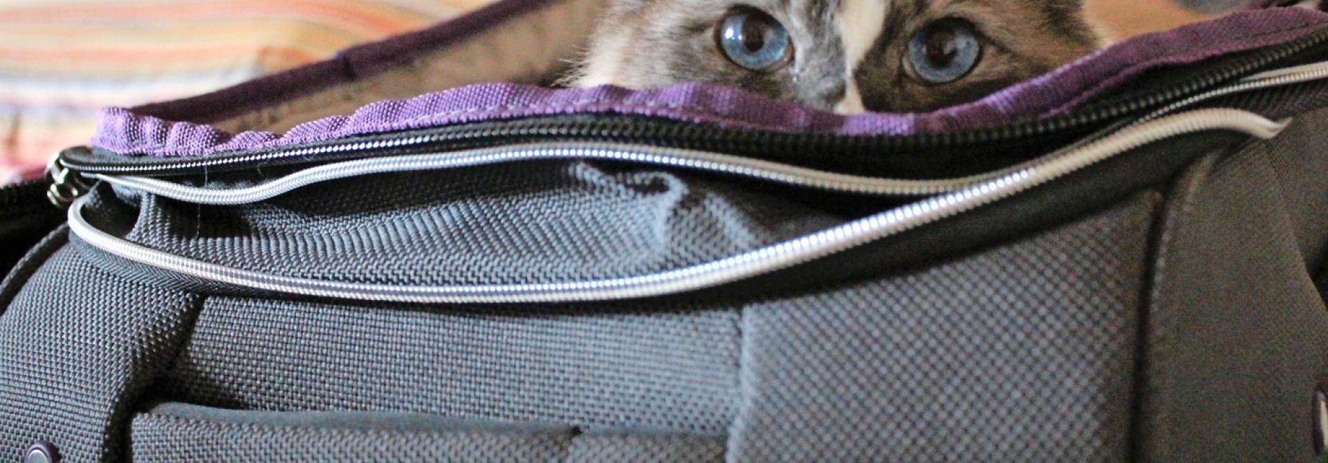 Katze im Koffer
