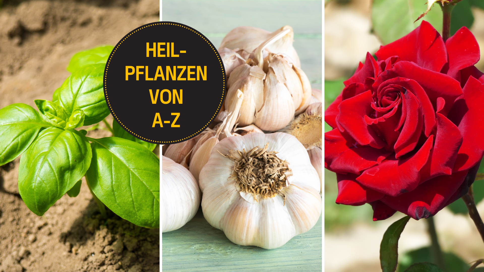 Die Wirkung von Basilikum, Knoblauch und Rosen