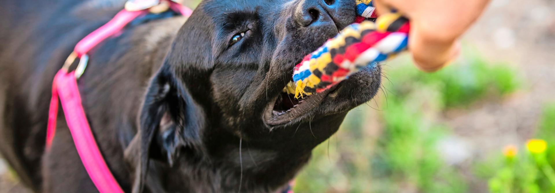 Hund Seilspiele