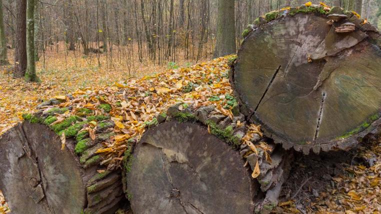 Baumstämme im Bialowieza-Wald