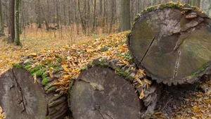 Trotz Anordnung vom Europäischen Gerichtshof holzt Polen den Bialowieza-Urwald weiterhin ab.