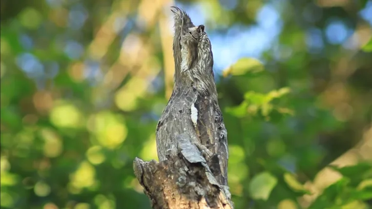 b24b60578467c720330e13b2a70d5113820d9524 potoo.png