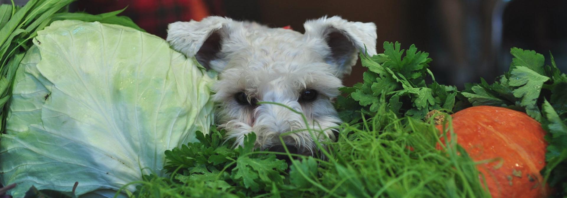 gemuesehund.jpg