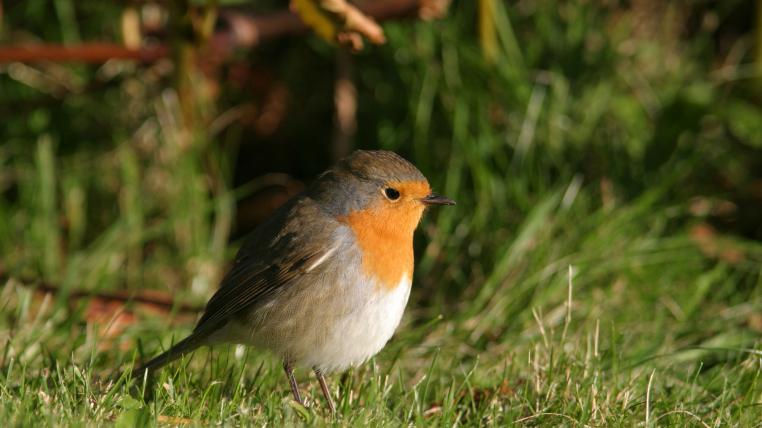 robin2.jpg