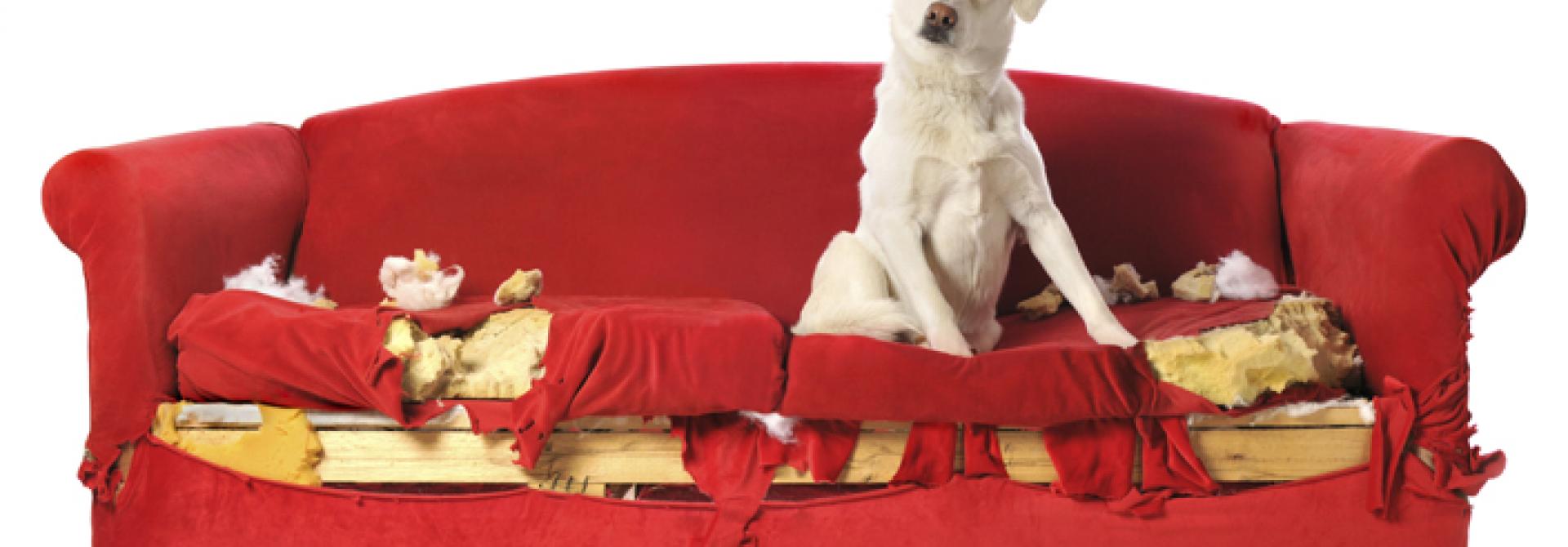 Hund auf zerstörtem Sofa