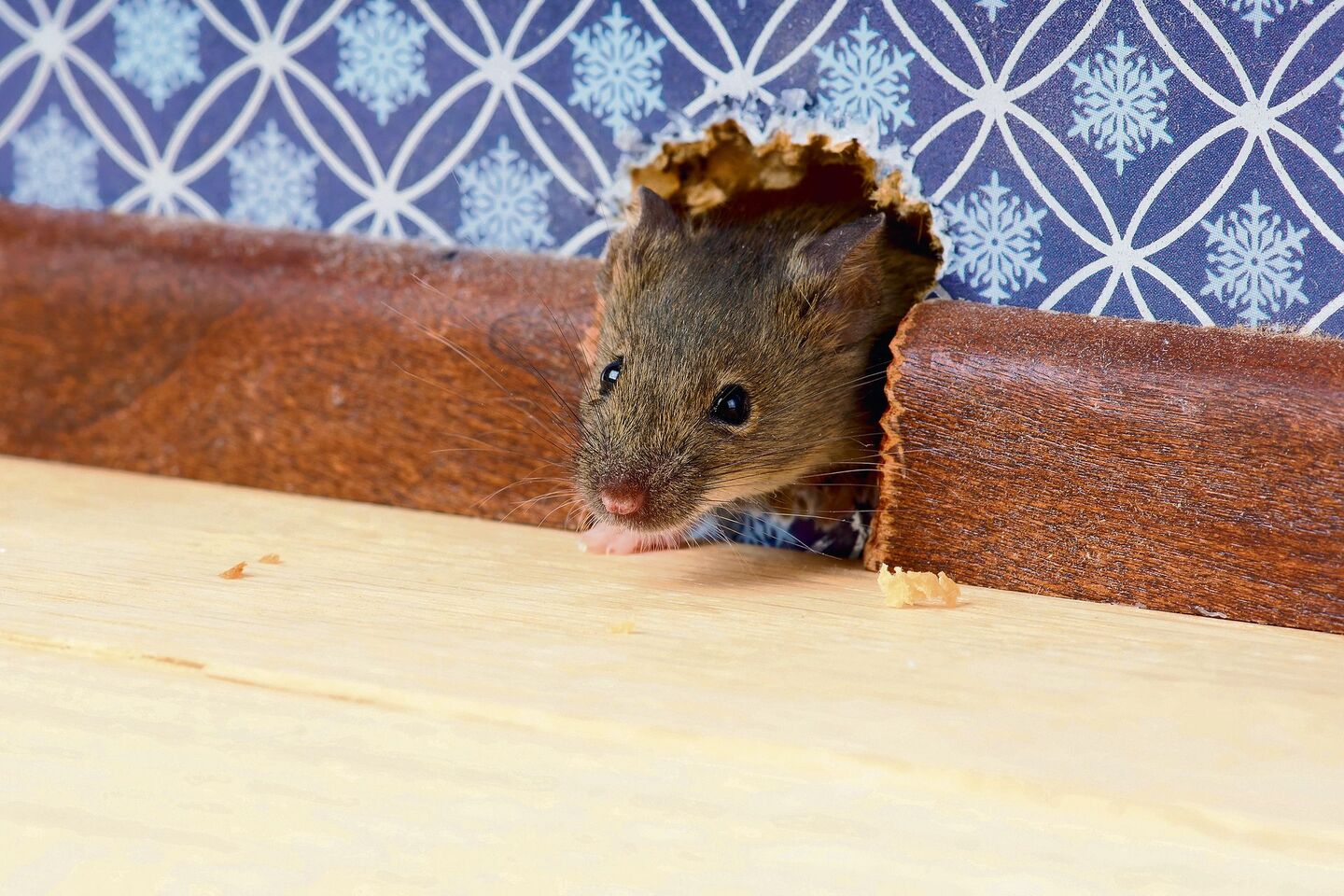 Heimlich haust die Hausmaus