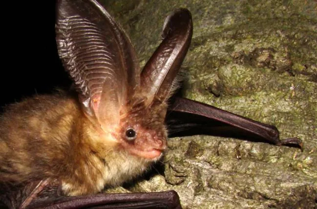 a05bae7740e3942603c8a4e978d5225404e7e95a 01_plecotus-auritus-martin-celuch.jpg