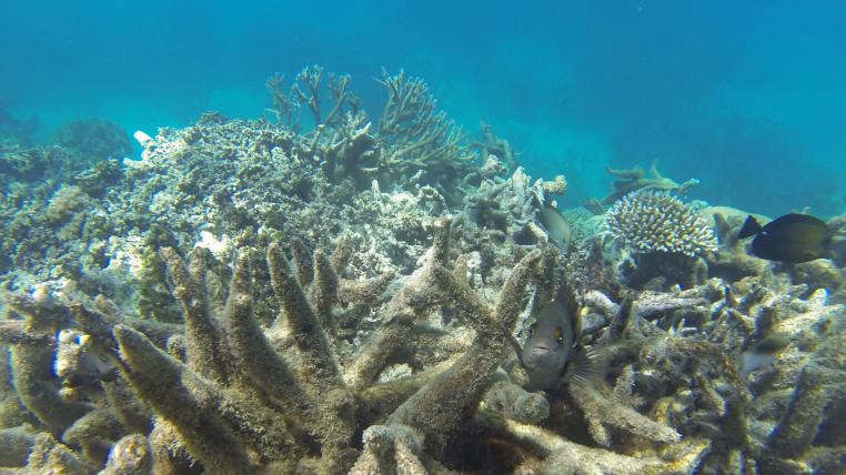 korallenbleiche-great-barrier-reef.jpg