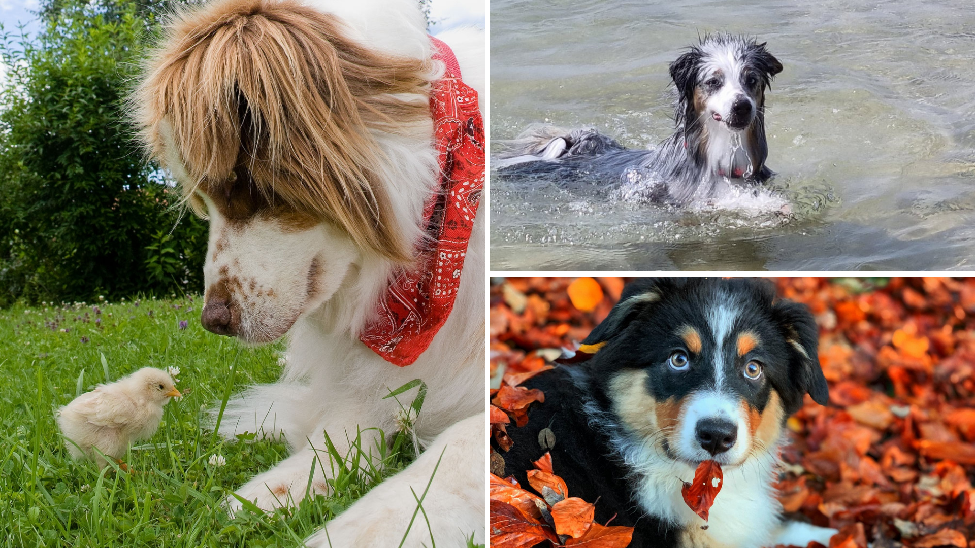 Das sind die 3 schönsten Hundefotos