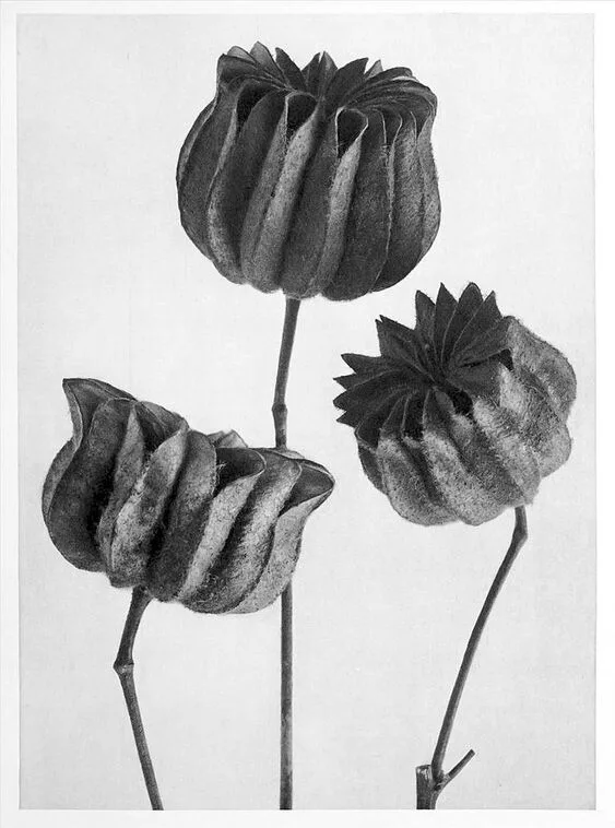 4c8c7d9f7207020876e17da5abd642b15125888b6b04beeba0d7a724496b5297 Karl Blossfeldt Fotografie
