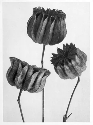 Schlicht und doch atemberaubende schön - so inszenierte Karl Blossfeldt seine Pflanzendetails.