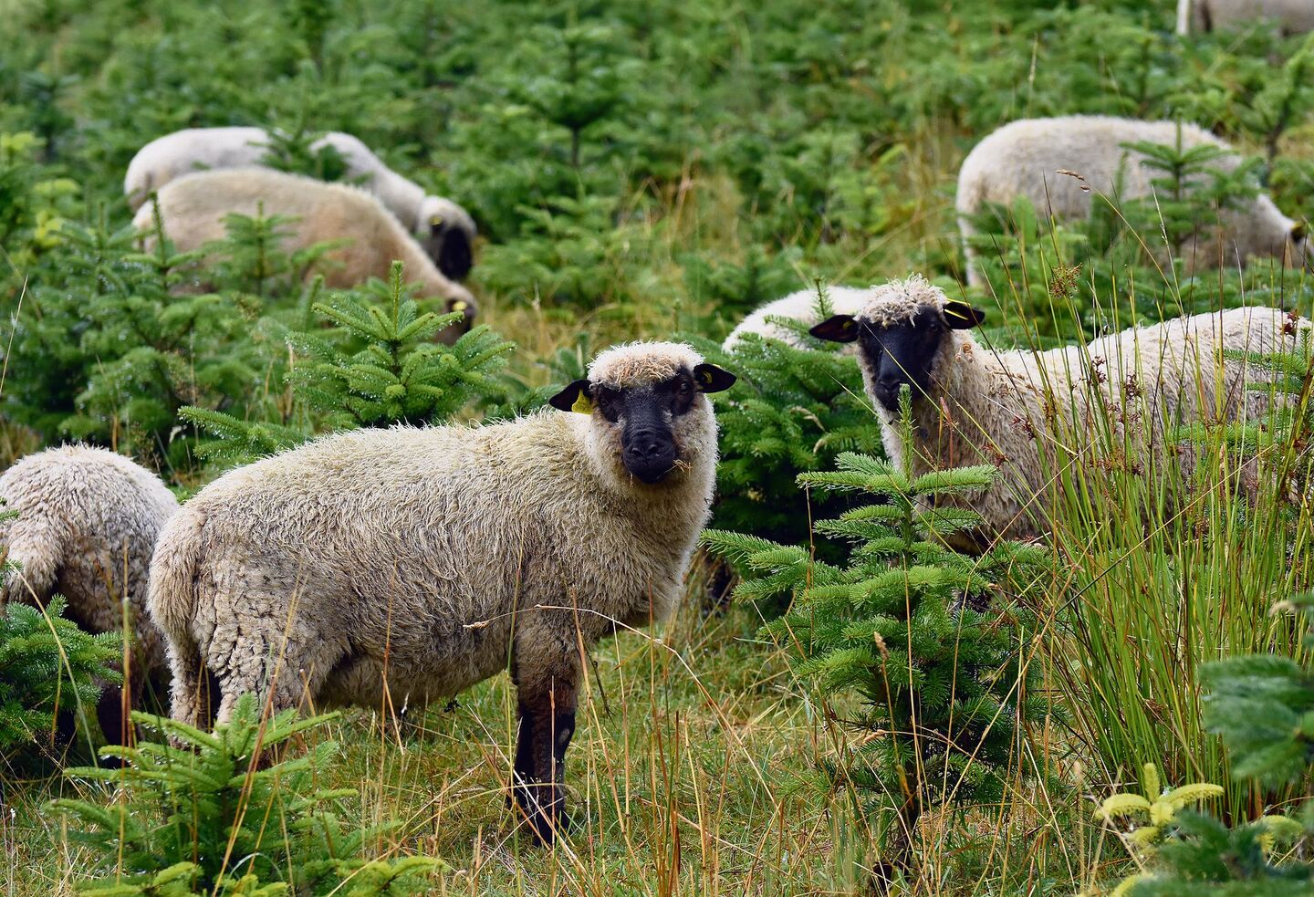 Shropshire-Schafe fressen das Gras und den Unterwuchs der Plantage, knabbern die jungen Tännchen aber nicht an.