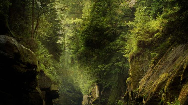 Wald mit Bach