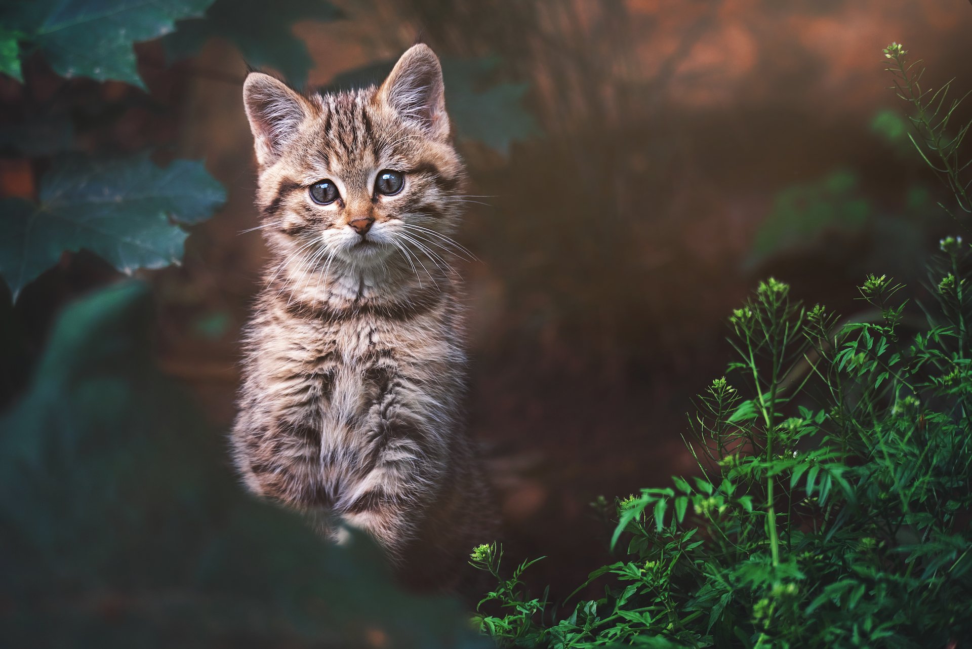 Einblicke in die Kinderstube der heimischen Wildtiere