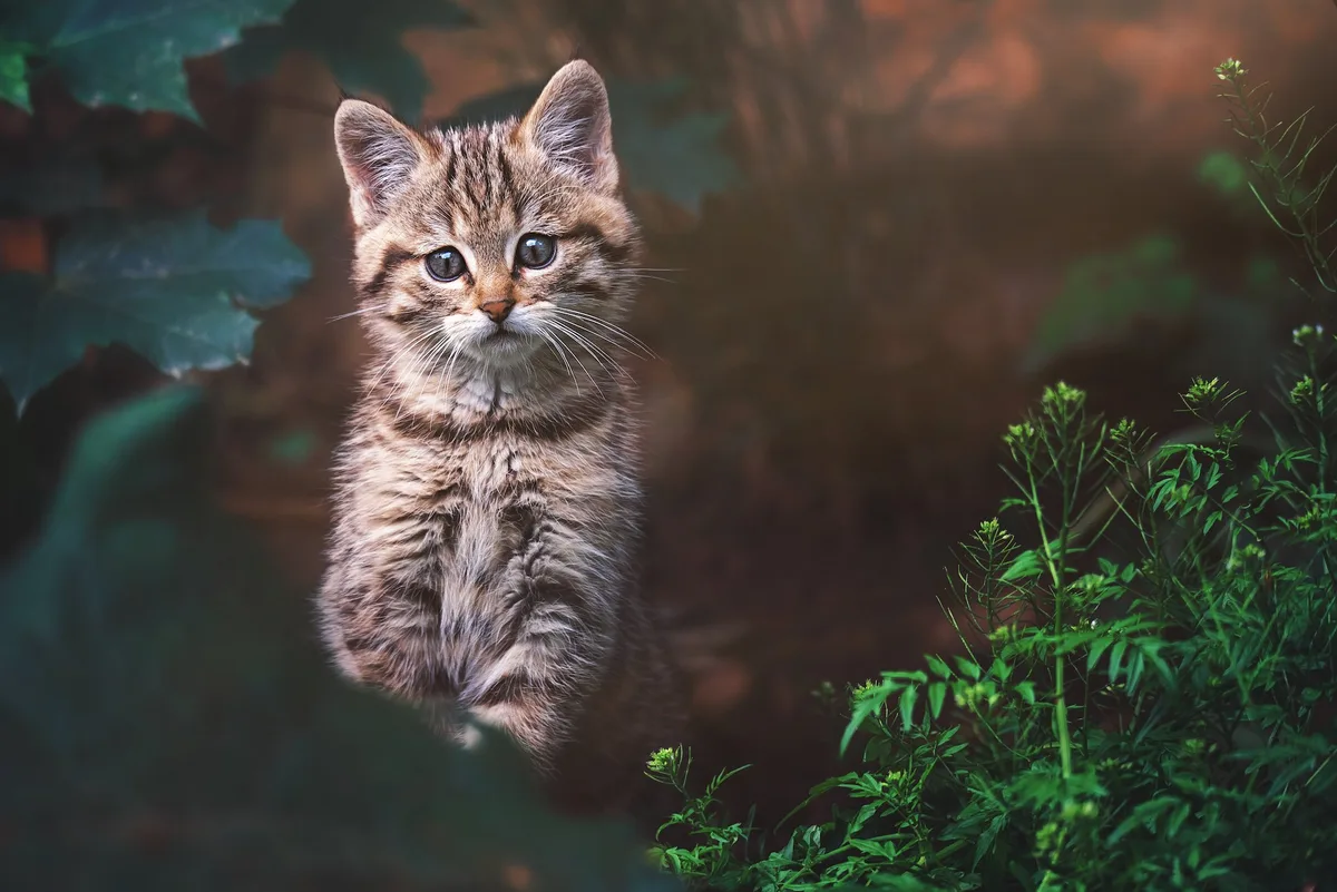 shutterstock_1772252258 Einblicke in die Kinderstube der heimischen Wildtiere